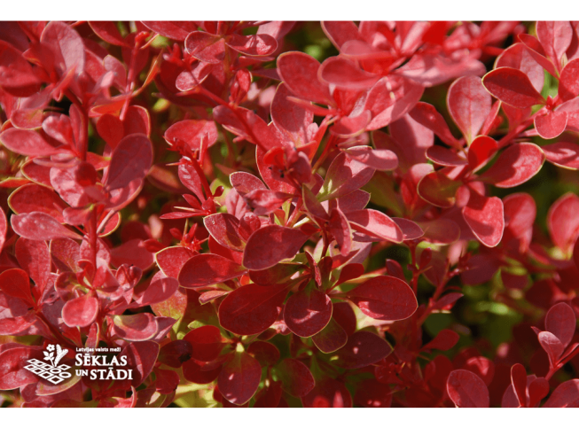 Berberis thunbergii   'Orange Carpet'
